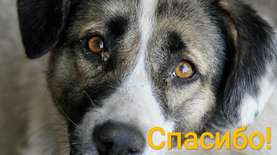 &laquo;Лапу помощи подай&raquo;