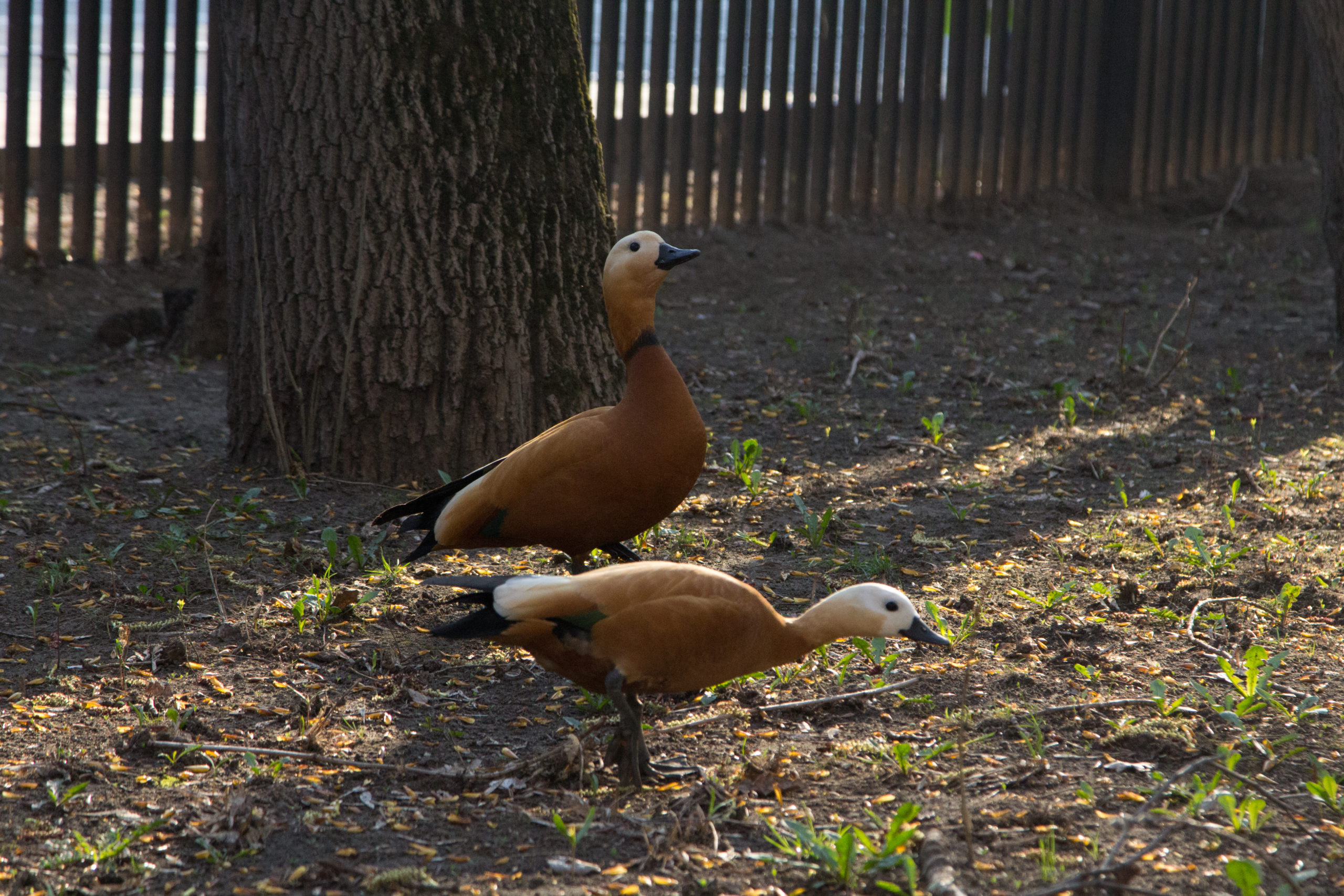 В Московский городской прилетели утки
