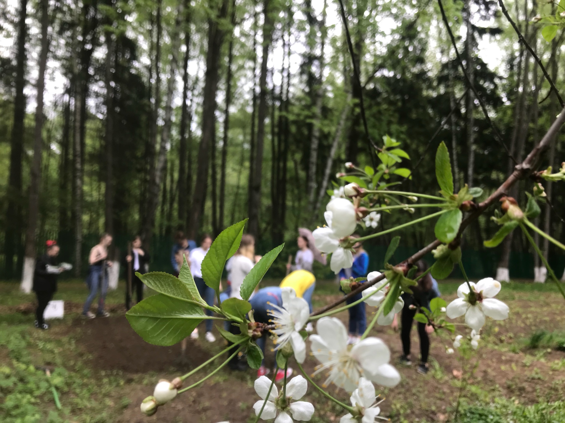 Проект в Музее Б.Л. Пастернака