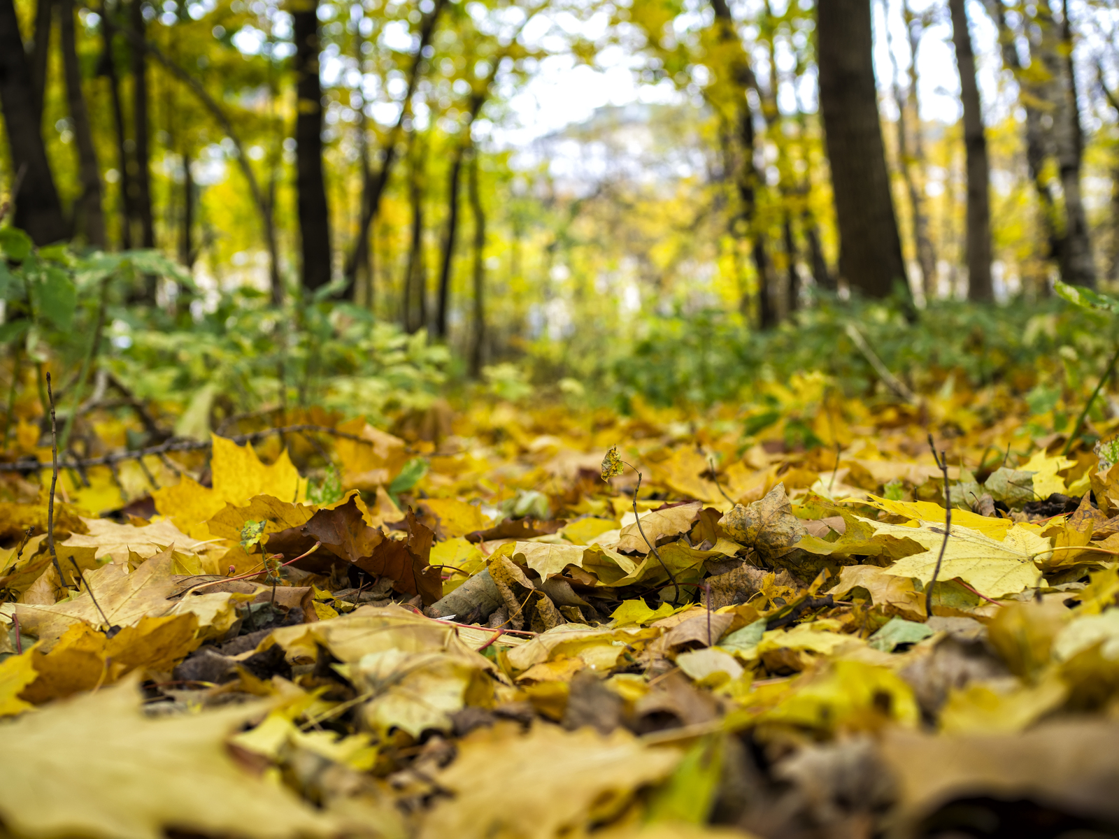 Учебная экскурсия в Измайловском парке