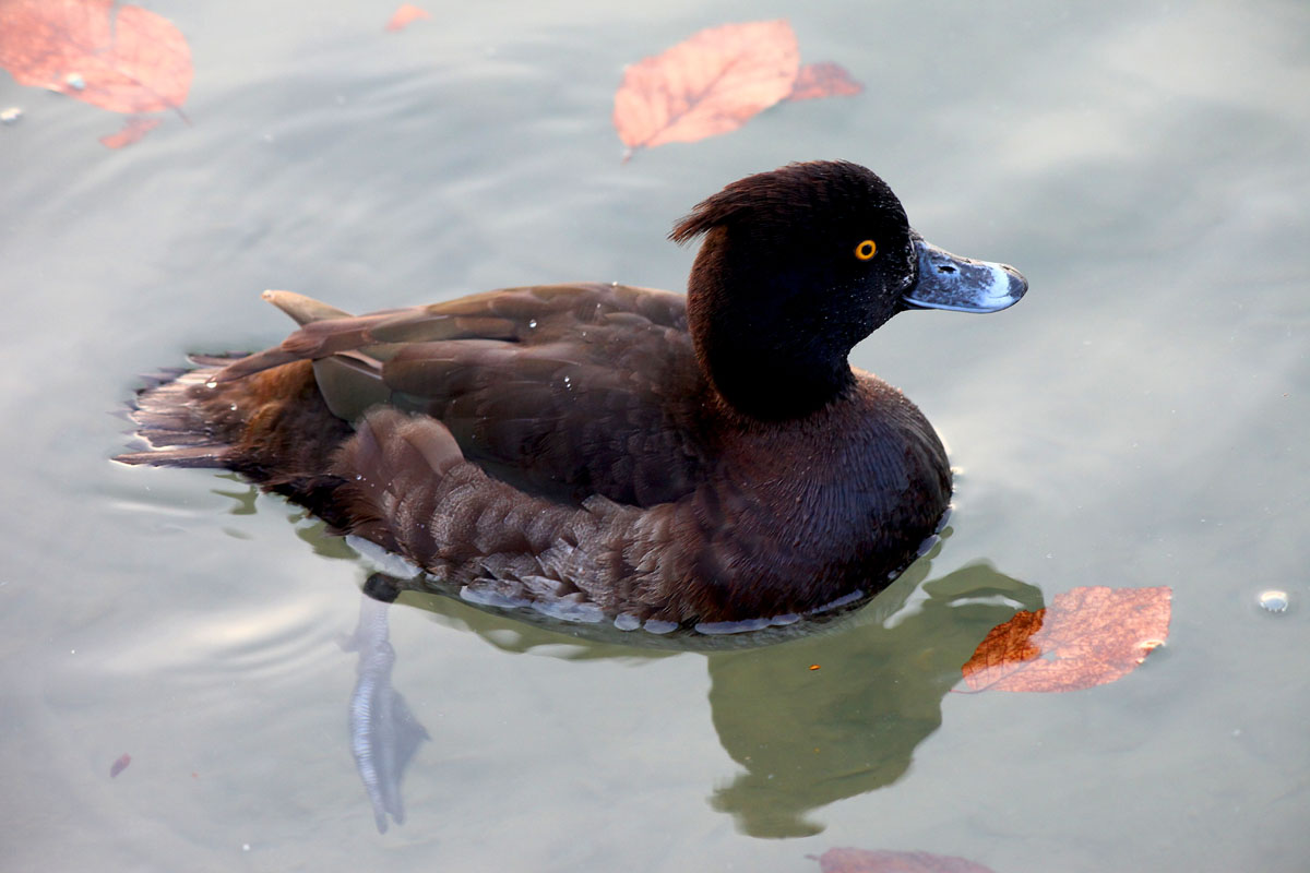 Общеевропейский учет птиц — EuroBirdwatch 2019