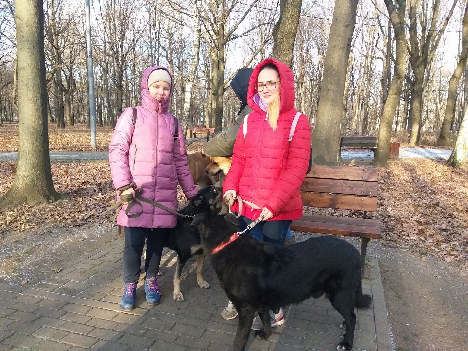 ИЦО в приюте для животных