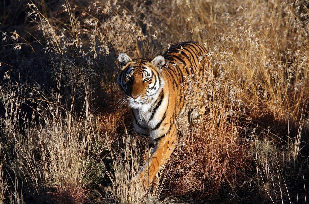 Крупные виды животных. Индокитайский тигр. Южно-китайский тигр. Индокитайский тигр фото. Южно китайский и Индокитайский тигр.