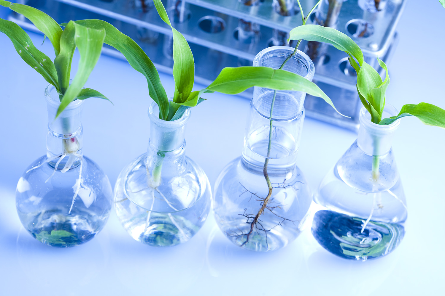 Вода химия и экология. Лаборатория растений. Растения в колбах с водой. Колба растение. Эксперименты с растениями.