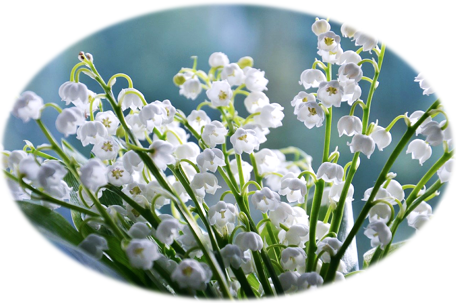 С 8 марта от ИИЯ