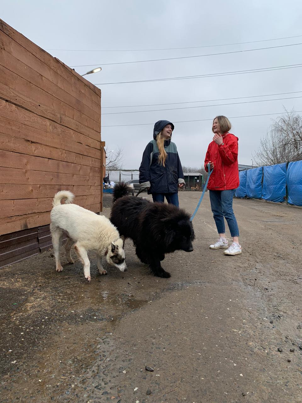 Волонтеры из ИИЯ снова навестили животных в приюте
