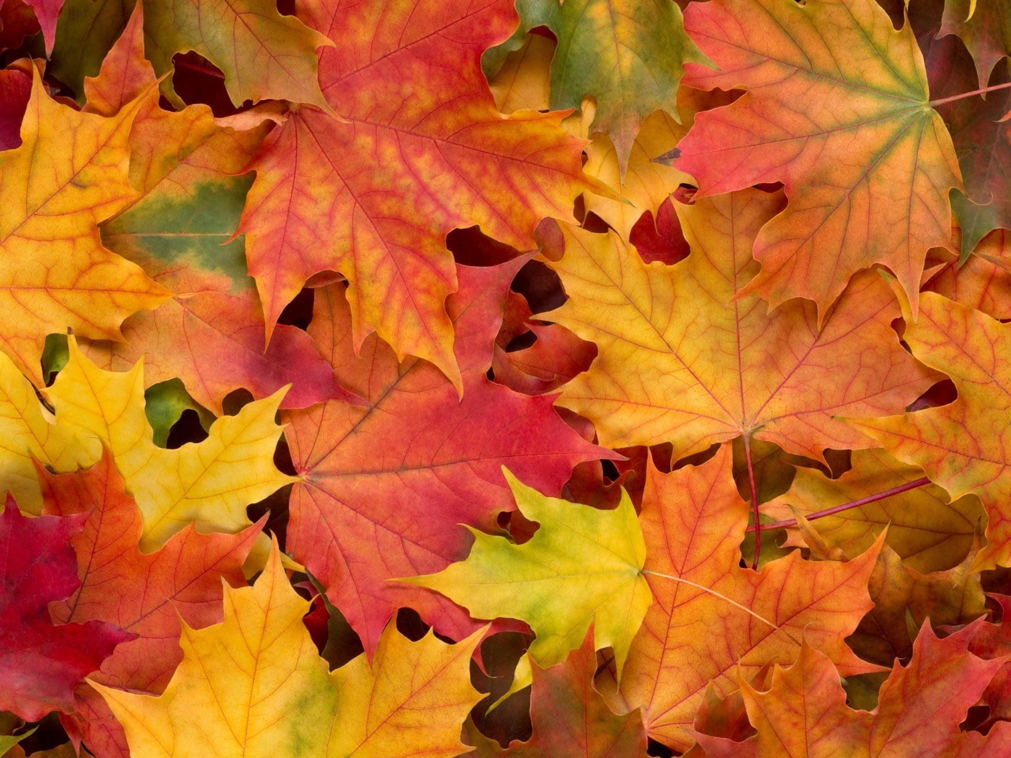 «Унылая пора»: финал конкурса чтецов