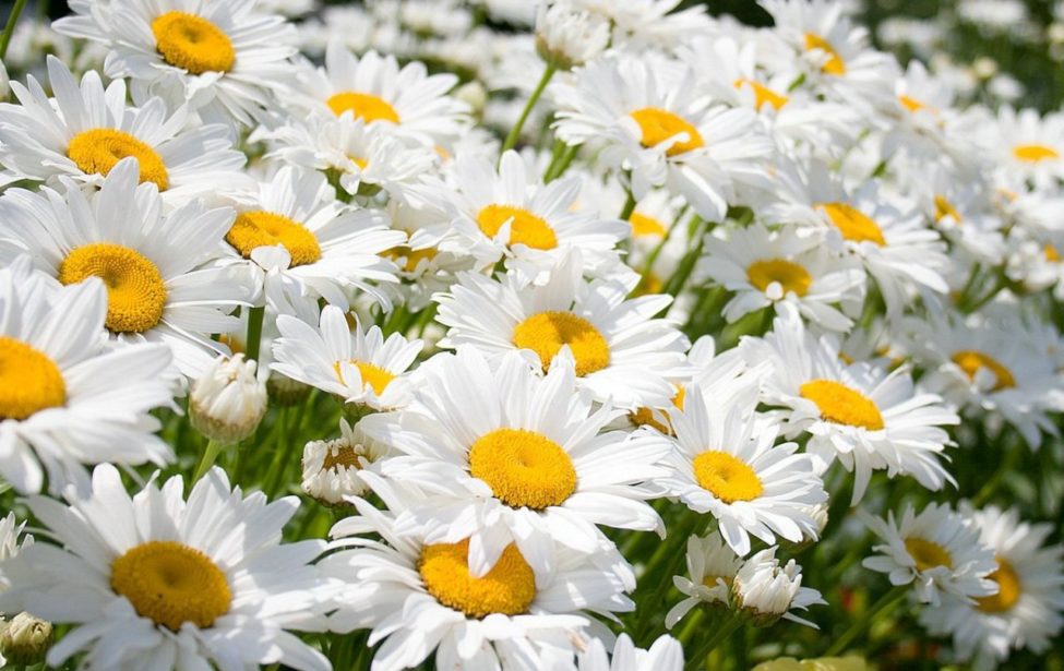 Июльские юбиляры-ветераны университета