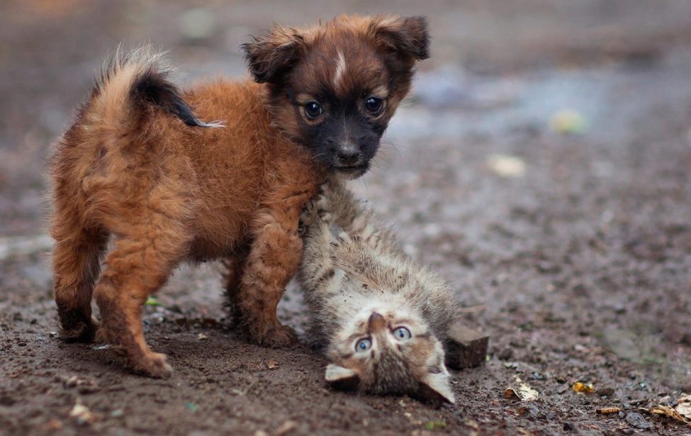 &laquo;Накорми&raquo;: новый волонтёрский проект