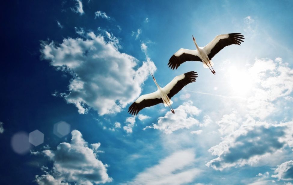 День белых журавлей в&nbsp;ИИЯ