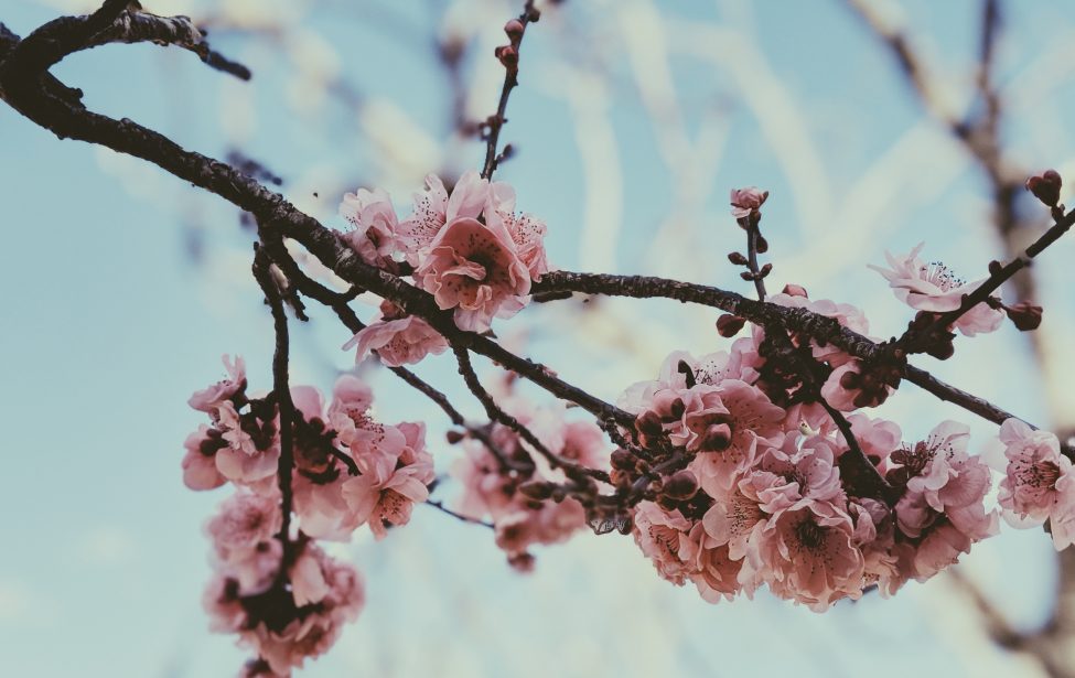 Студенты ИИЯ приняли участие в&nbsp;конференции молодых японоведов