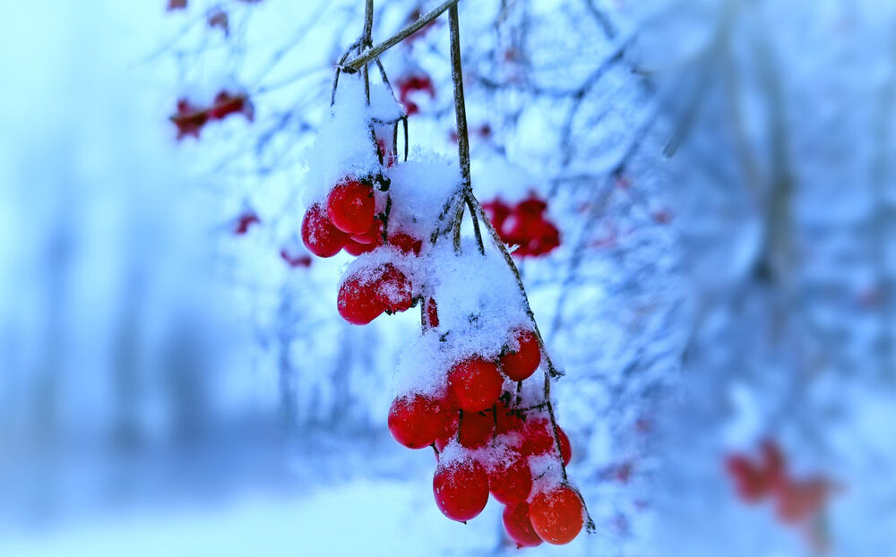 Юбиляры декабря 2021 года