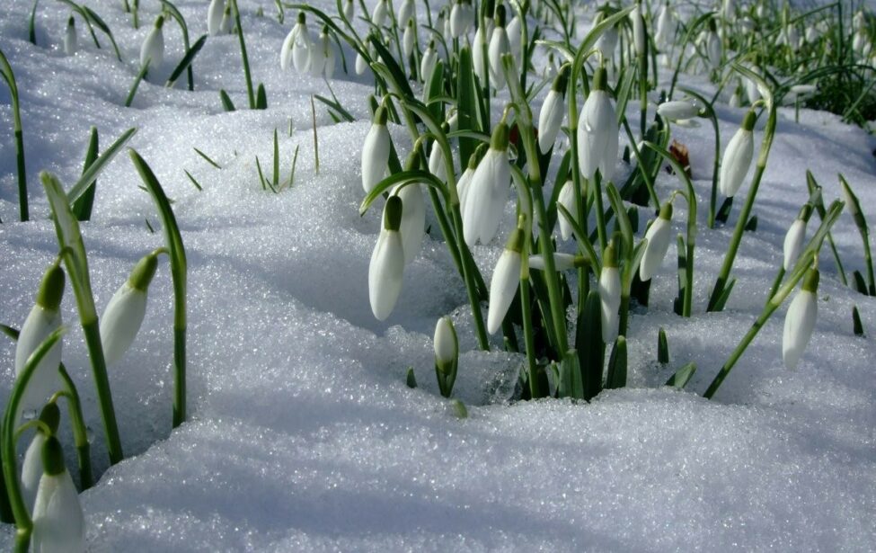 Юбиляры марта