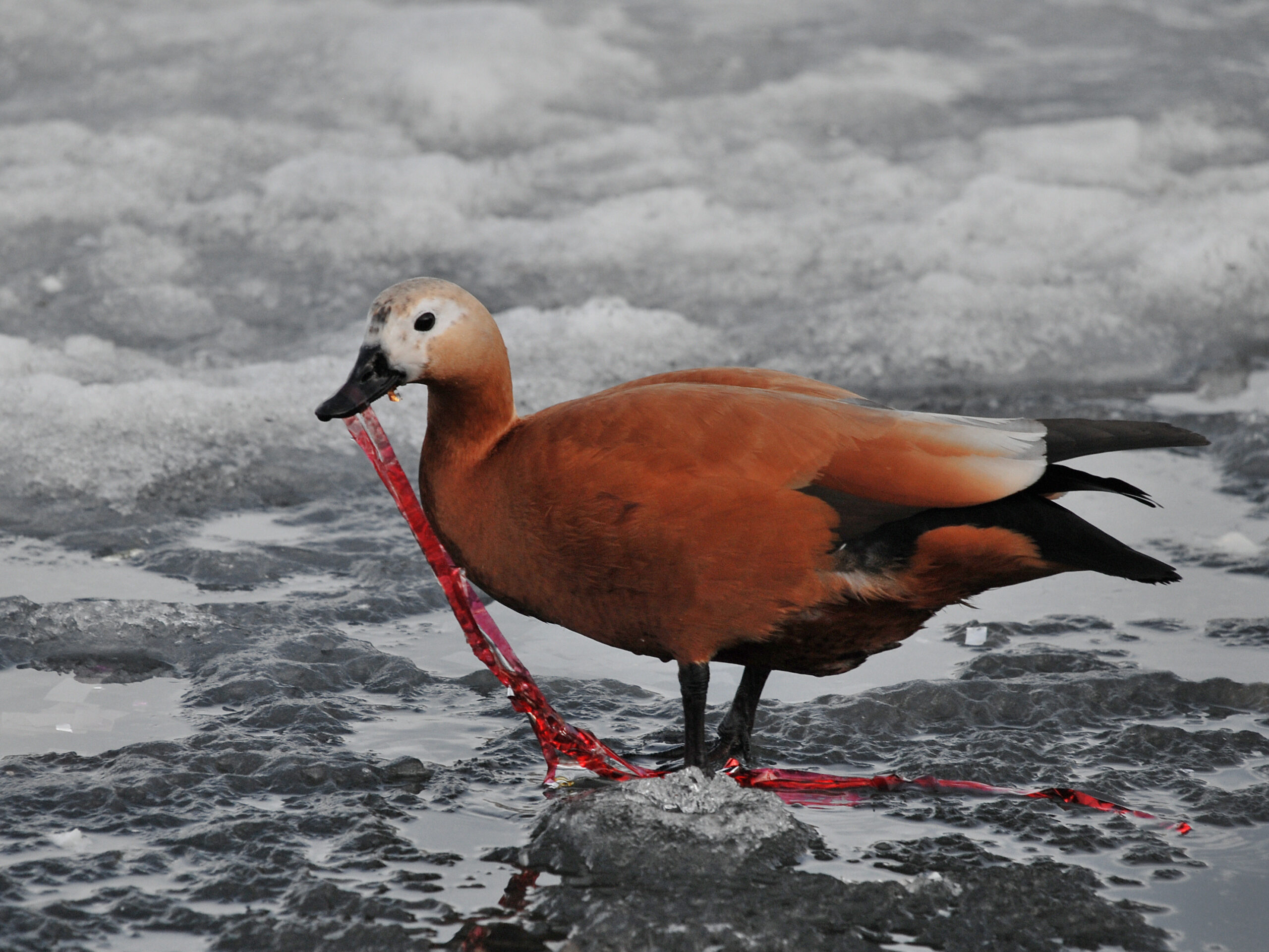 Не лучшие последствия. Тихонов Иван - Ivan. Tih_