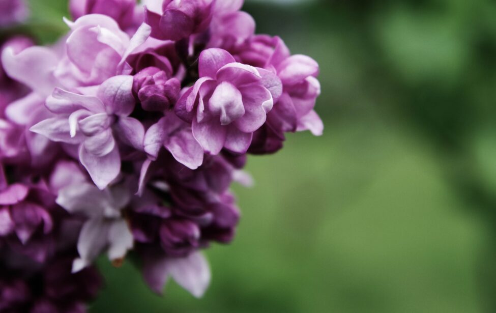 Весенний фестиваль &laquo;Цветение сирени&raquo;