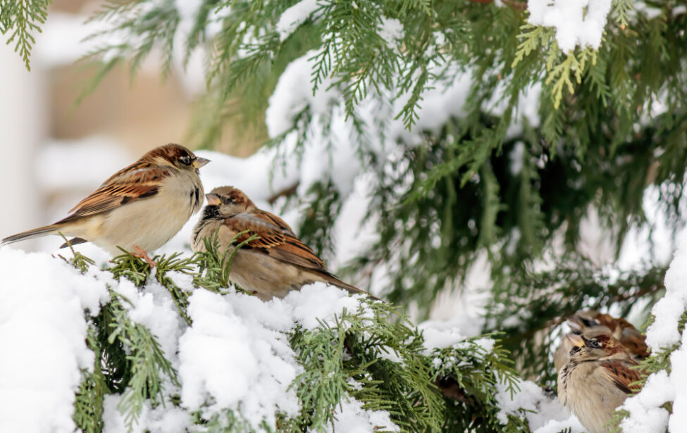 Пережить холода: эксперт из МГПУ рассказал о зимующих в городе птицах