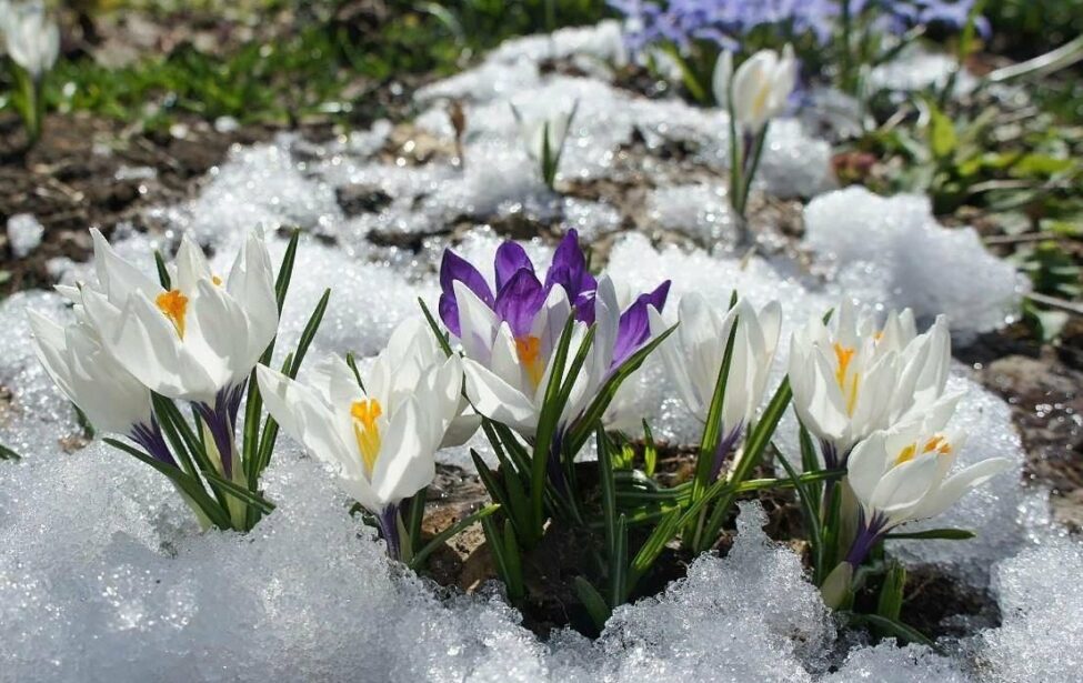 Юбиляры марта встречают весну