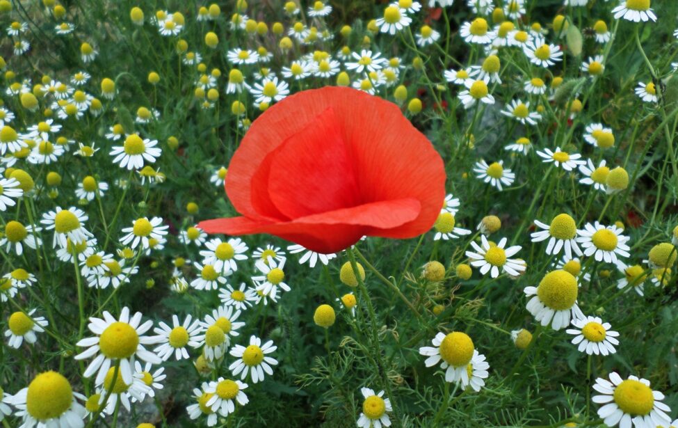 Юбиляры июня в #мгпусемья