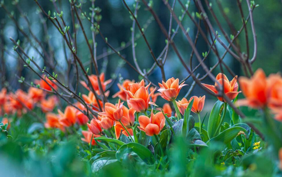 Студенты-биологи провели экскурсии по&nbsp;&laquo;Аптекарскому огороду&raquo;