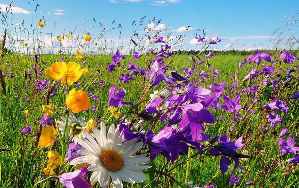 Поздравляем юбиляров июля