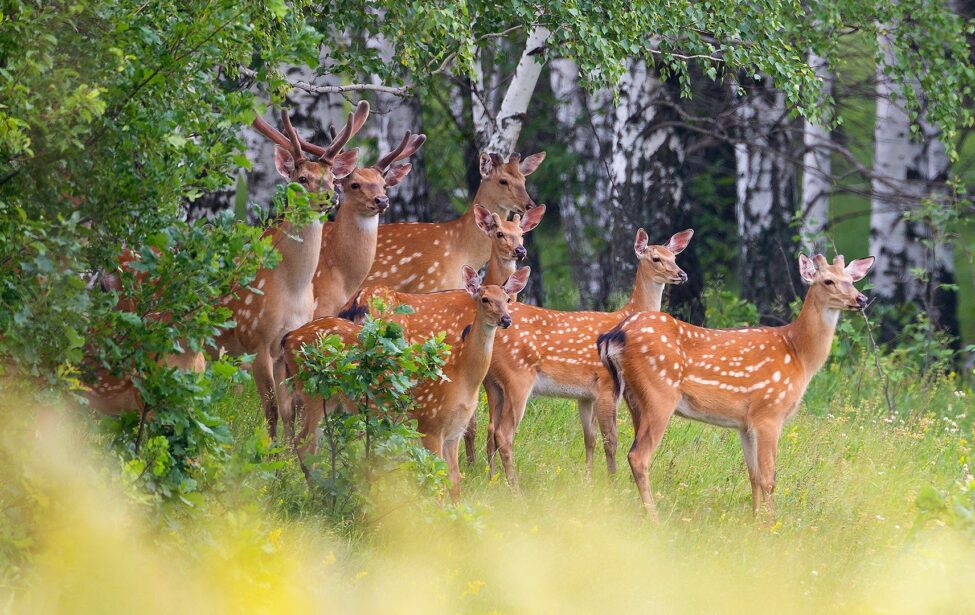 Ко&nbsp;дню заповедников и&nbsp;национальных парков России
