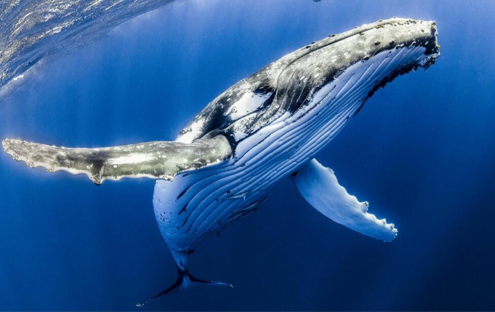 К Всемирному дню защиты морских млекопитающих