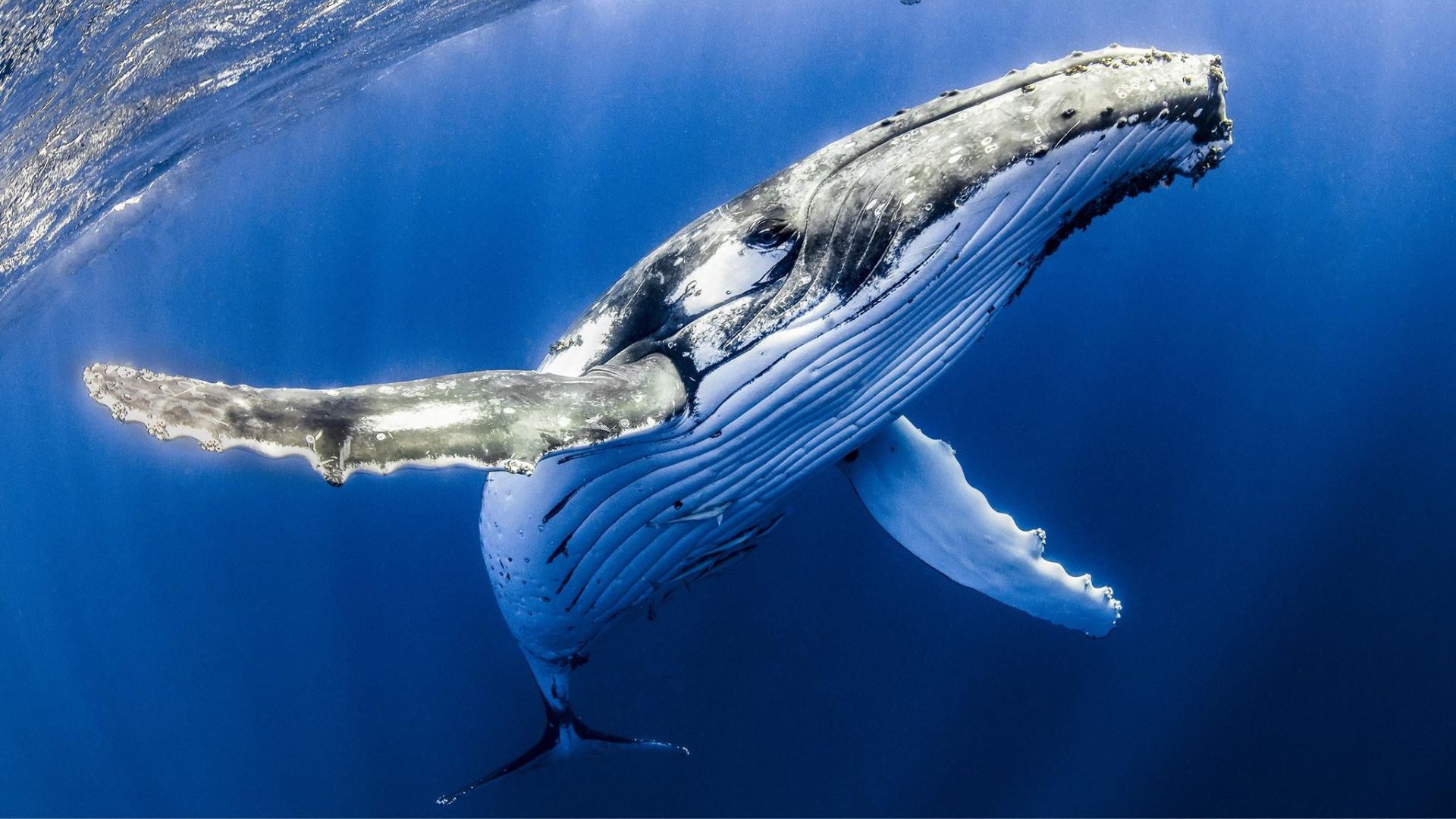 К Всемирному дню защиты морских млекопитающих
