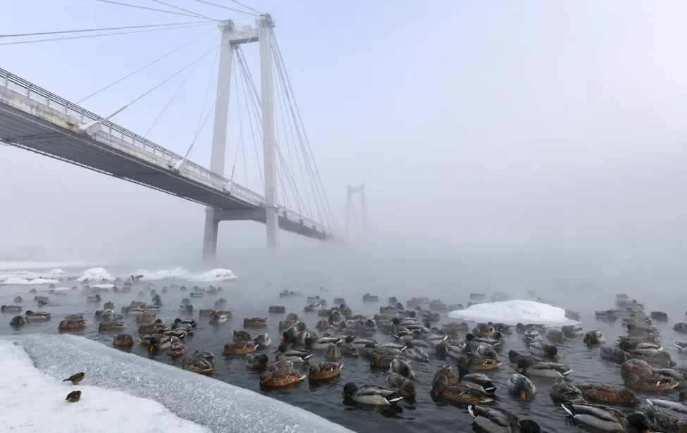 Как птицы научились терпеть человека