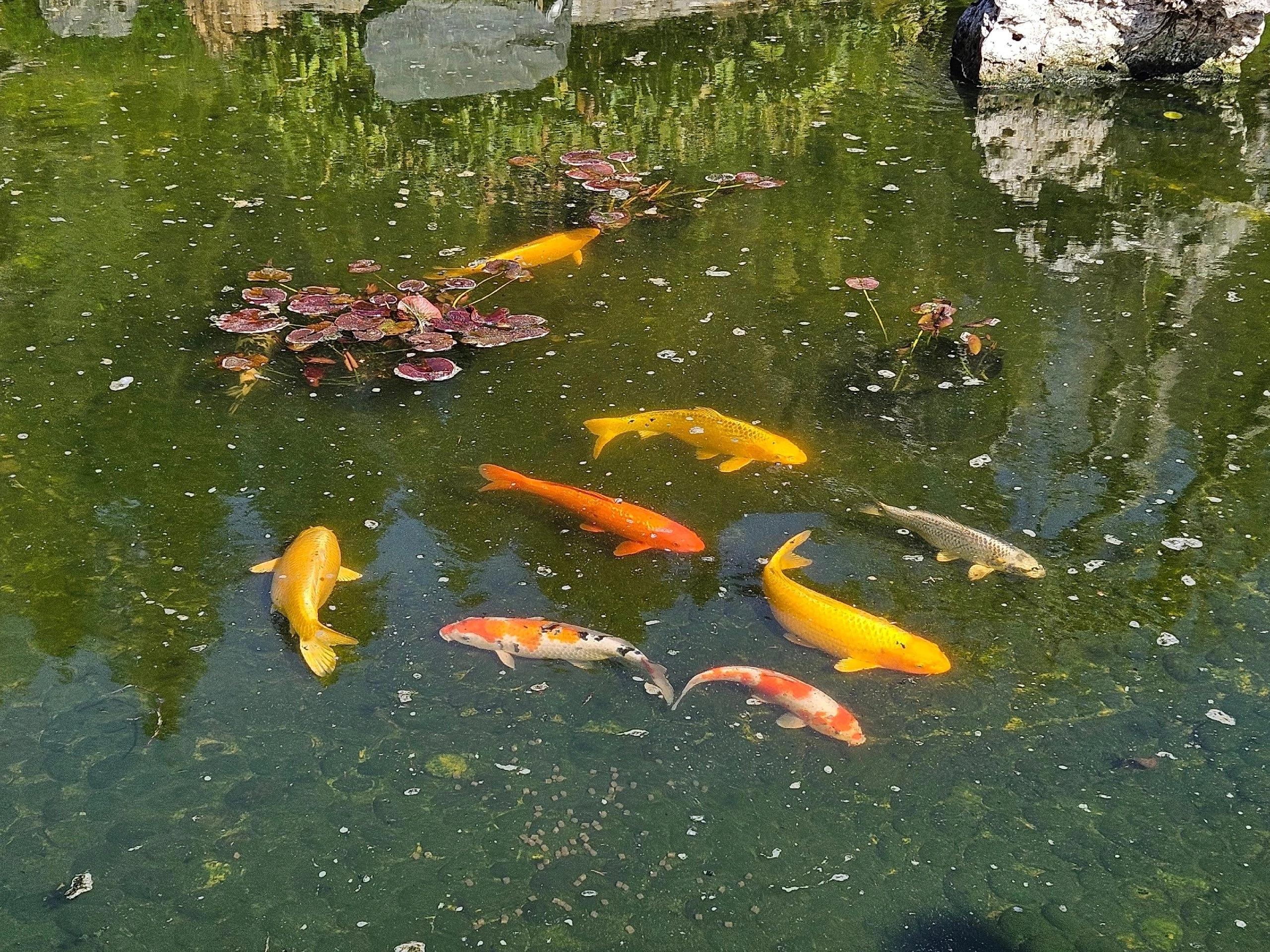 И вновь «Петербург Востоковедный»