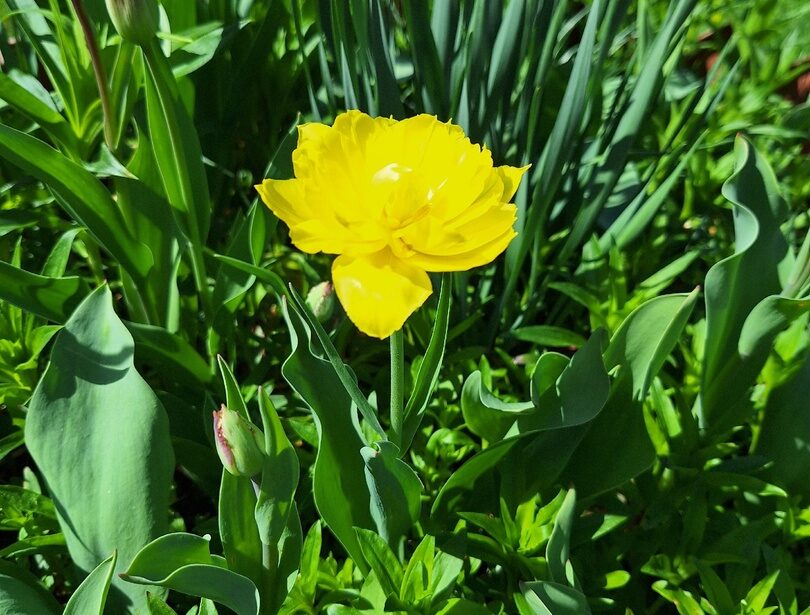 Поздравления юбилярам мая