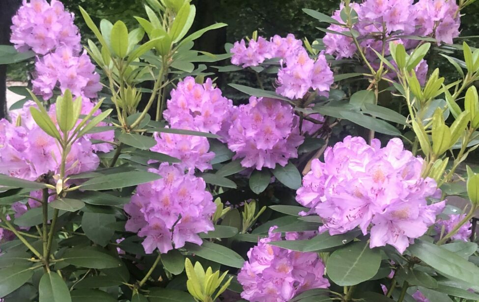 Поздравления юбилярам июня