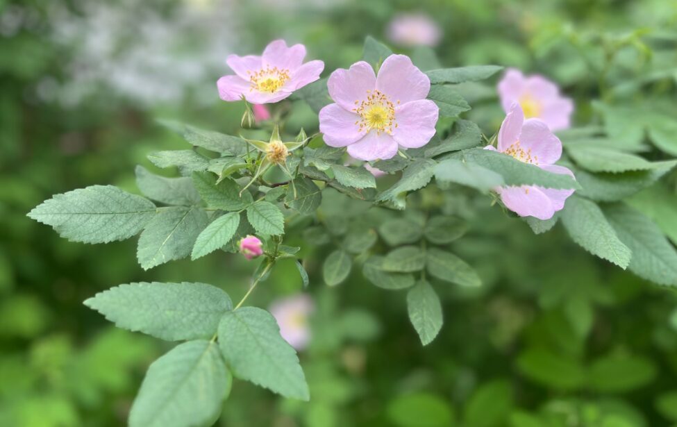 Июньским юбилярам наши поздравления