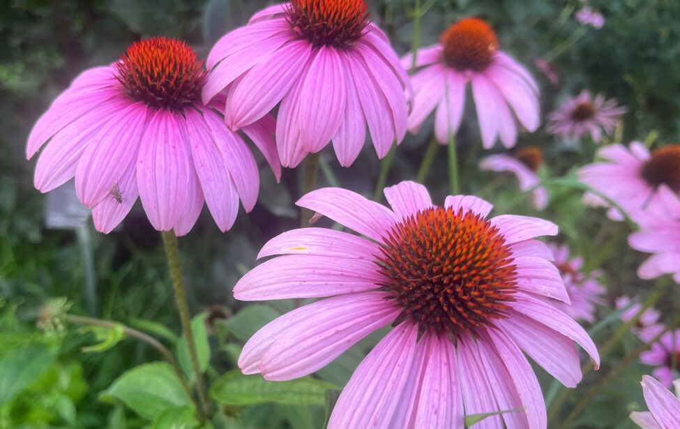 Юбиляры сентября