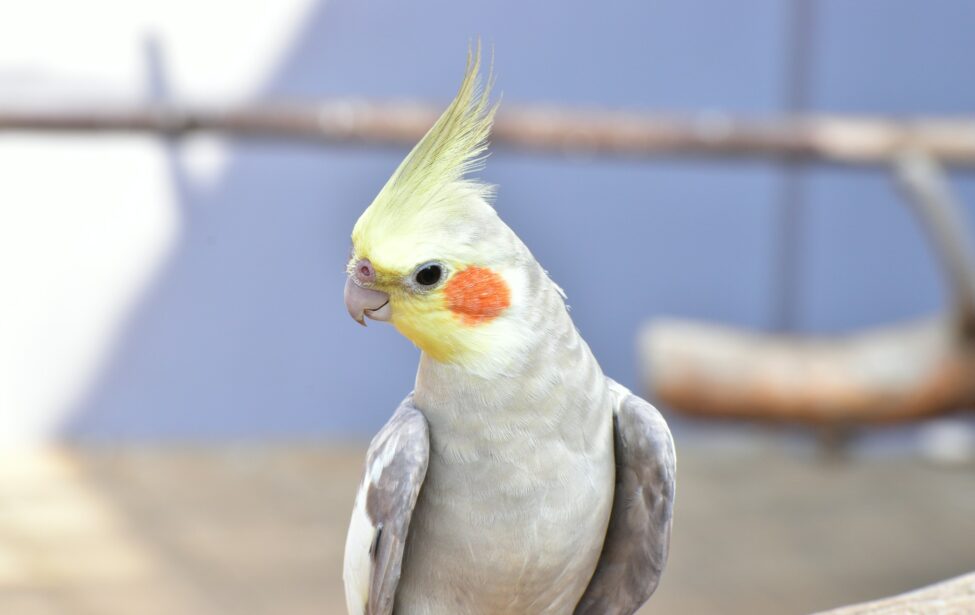 Андрей Резанов о содержании попугая дома