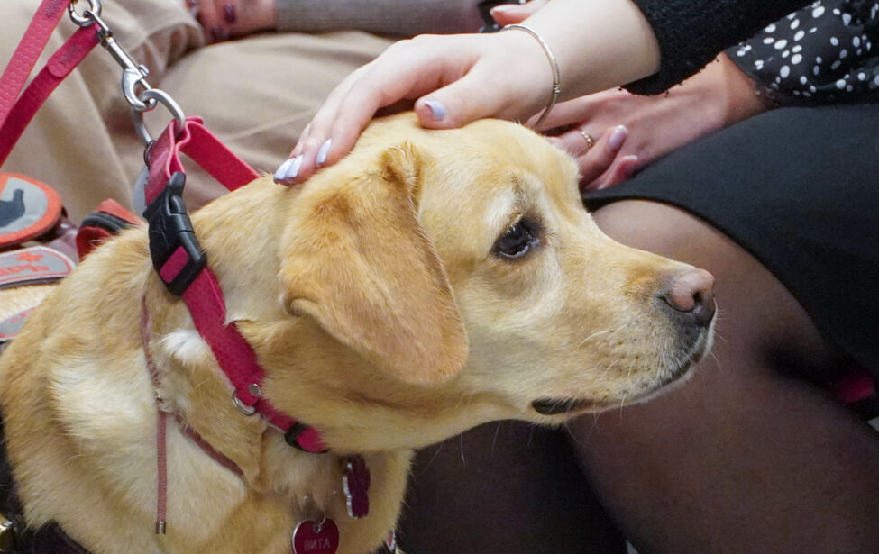 Четвероногие помощники: как собаки-поводыри помогают незрячим людям