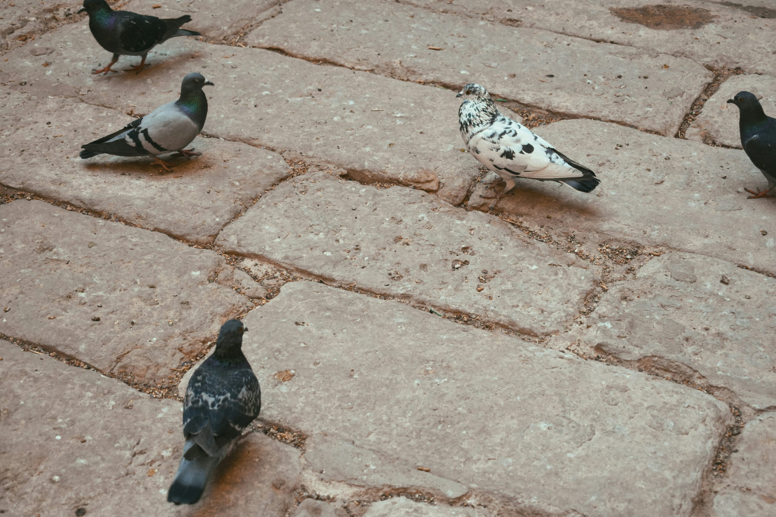 Андрей Резанов объяснил правила зимней подкормки птиц