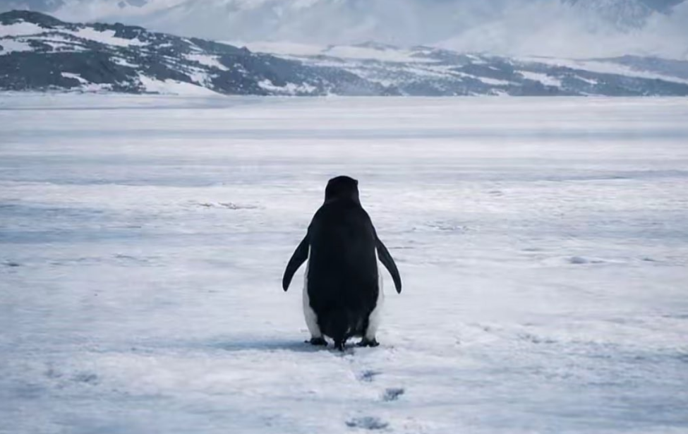 Андрей Резанов рассказал о&nbsp;пингвинах в&nbsp;эфире &laquo;Радио Маяк&raquo;