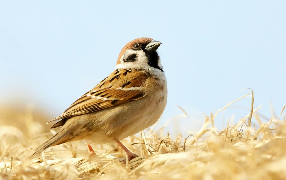 Андрей Резанов о&nbsp;воробьях и&nbsp;их&nbsp;роли в&nbsp;экосистеме в&nbsp;эфире радио Sputnik