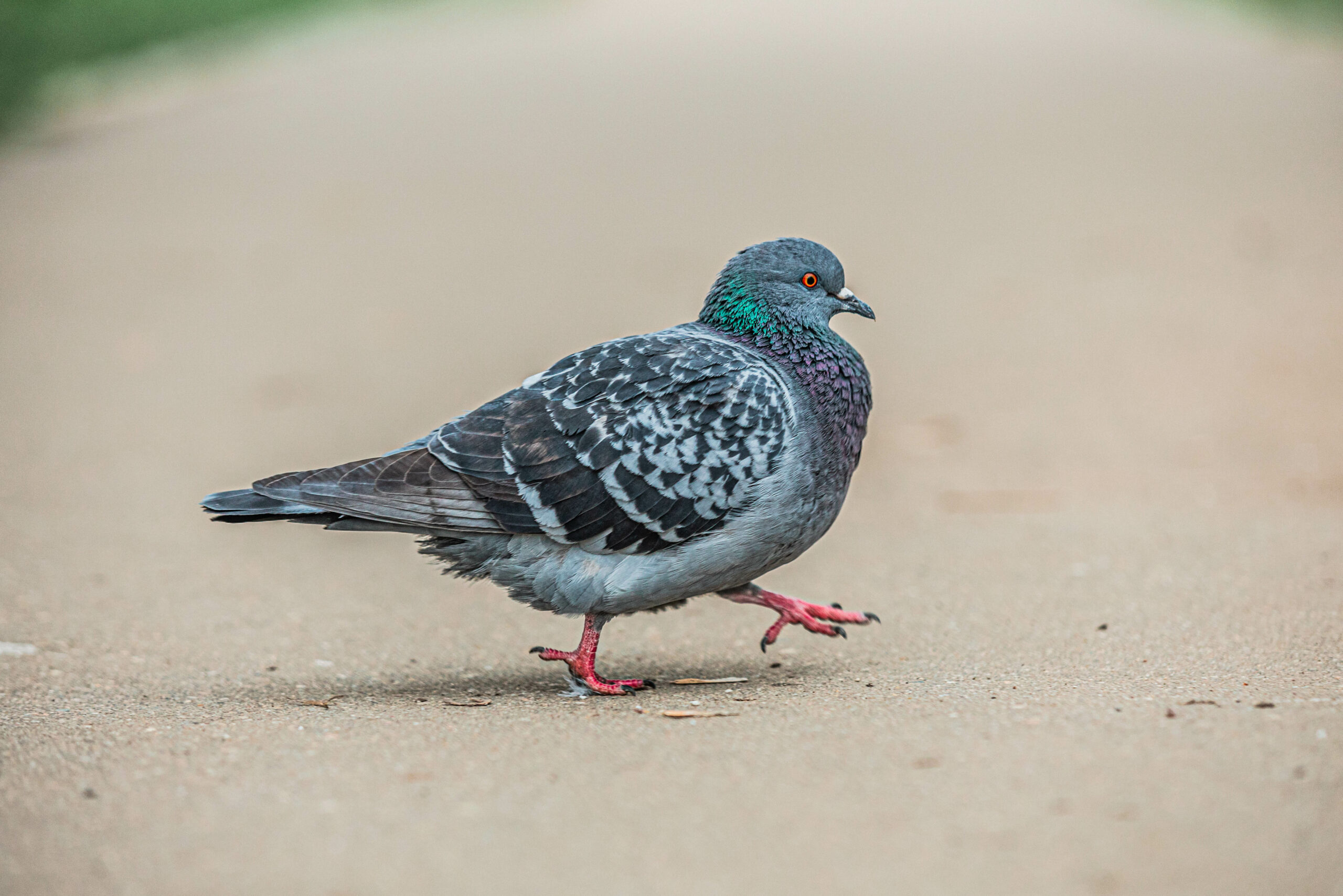 Андрей Резанов обозначил для ТАСС полезные функции голубей