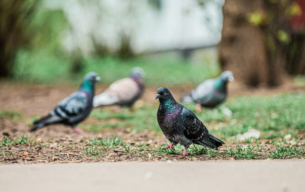 Андрей Резанов рассказал ТАСС о&nbsp;росте численности голубей в&nbsp;Москве